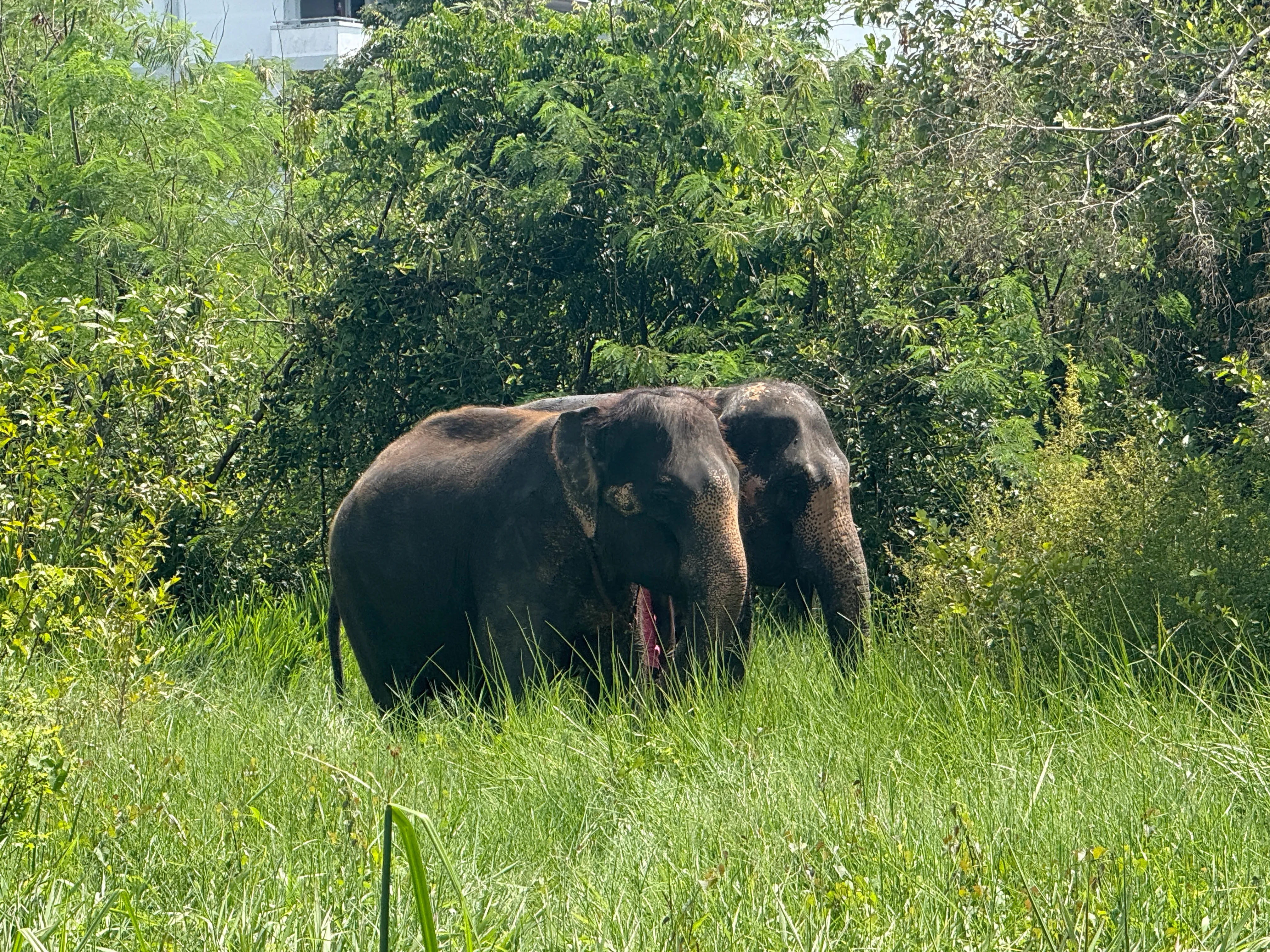 GFAS Accreditation Hover