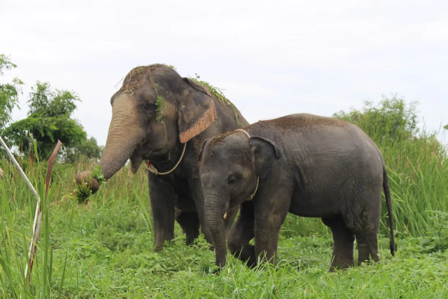 Community Recognition